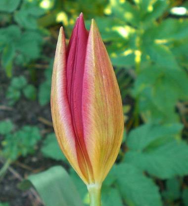Billede af blomst